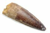 Fossil Spinosaurus Tooth - Real Dinosaur Tooth #370541-1